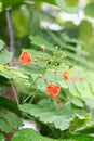 Poinciana, Caesalpinia pulcherrima,  yellow-lined red flowers Royalty Free Stock Photo