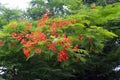 Poinciana flower