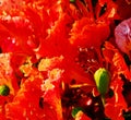 Poinciana flowers 2