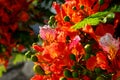 Poinciana flowers 4 Royalty Free Stock Photo