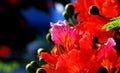 Poinciana flowers