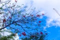 Poinciana flowers bloom against the background of blue sky Royalty Free Stock Photo