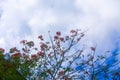 Poinciana flowers bloom against the background of blue sky and clouds Royalty Free Stock Photo