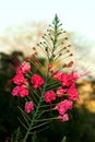 Poinciana, Red Bird of Paradise, Mexican Bird of Paradise, Peacock Flower, Pride of Barbados are the different names of the flower