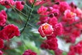 Poinciana, Red Bird of Paradise, Mexican Bird of Paradise, Peacock Flower, Pride of Barbados are the different names of the flower Royalty Free Stock Photo