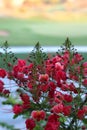 Poinciana, Red Bird of Paradise, Mexican Bird of Paradise, Peacock Flower, Pride of Barbados are the different names of the flower Royalty Free Stock Photo