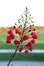 Poinciana, Red Bird of Paradise, Mexican Bird of Paradise, Peacock Flower, Pride of Barbados are the different names of the flower Royalty Free Stock Photo