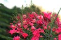 Poinciana, Red Bird of Paradise, Mexican Bird of Paradise, Peacock Flower, Pride of Barbados are the different names of the flower