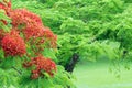 Poinciana tree Royalty Free Stock Photo