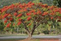 Poinciana tree It is noted for its fern-like leaves and flamboyant display of orange-red flowers over summer