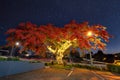 Poinciana Tree Royalty Free Stock Photo