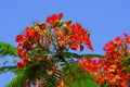 Poincianas tree close up of a beautiful tropical flowers Royalty Free Stock Photo