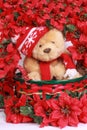 Poinsetta and christmas bear Royalty Free Stock Photo