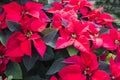 Poinsetta - Christmas flowers Royalty Free Stock Photo