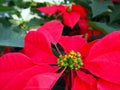 Poinsetta Close-Up Royalty Free Stock Photo