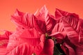 Poinsetta flowers Royalty Free Stock Photo