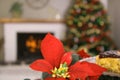 Poinsetta holiday Royalty Free Stock Photo