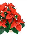 Poinsetta isolated Royalty Free Stock Photo