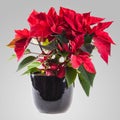 Poinsetta Royalty Free Stock Photo