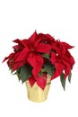 Poinsettia Royalty Free Stock Photo