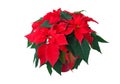 Poinsettia