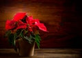 Poinsettia