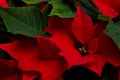 Poinsettia