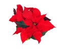 Poinsettia