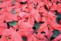 Poinsettia