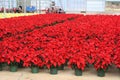 Poinsettia