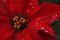 Poinsettia