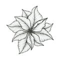 Poinsettia blossom ink drawing isolated on white, beautiful line art floral drawing, Christmas poinsettia flower art, black floral Royalty Free Stock Photo