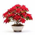 Poinsettia Bonsai: Ancient Chinese Influenced Art On A White Background