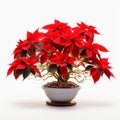 Poinsettia Bonsai: Colorized, Chinapunk, Mingei Style On White Surface