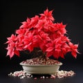 Poinsettia Bonsai: Exquisite Red Petals On A Black Background