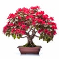 Poinsettia Bonsai Isolated On White Background With No Shade Or Shadow