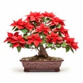 Poinsettia Bonsai Isolated On White Background For Stunning Visual Appeal
