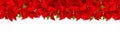 Poinsettia border Christmas red flower Royalty Free Stock Photo