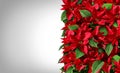 Poinsettia Border Royalty Free Stock Photo