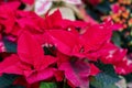 Poinsettia is a bright ornamental plant with red leaves on the tops of shoots. The lower leaves on the branches are green