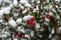 poinsettia bush with red berries under the snow Royalty Free Stock Photo