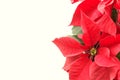 Poinsettia Christmas