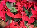 Poinsettia Christmas display Royalty Free Stock Photo