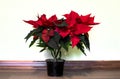 The poinsettia- Christmas flower. Beautiful plant with red and green foliage Royalty Free Stock Photo