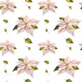 Poinsettia christmas flower pattern. White flowers and green leaves. Watercolor seamless pattern, on an isolated white Royalty Free Stock Photo