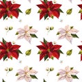 Poinsettia christmas flower pattern. White, red flowers and green leaves. Watercolor seamless pattern, on an isolated Royalty Free Stock Photo