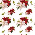 Poinsettia christmas flower pattern. White, red Christmas flowers and leaves. Watercolor seamless pattern, on an Royalty Free Stock Photo