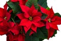 Poinsettia Christmas Flower on a white background Royalty Free Stock Photo