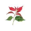 Poinsettia, a Christmas flower on a white background. Watercolor illustration of a red poinsettias. Euphorbia pulcherrima. Royalty Free Stock Photo