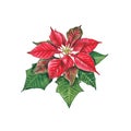 Poinsettia, a Christmas flower on a white background. Watercolor illustration of a red poinsettias. Euphorbia pulcherrima. Royalty Free Stock Photo